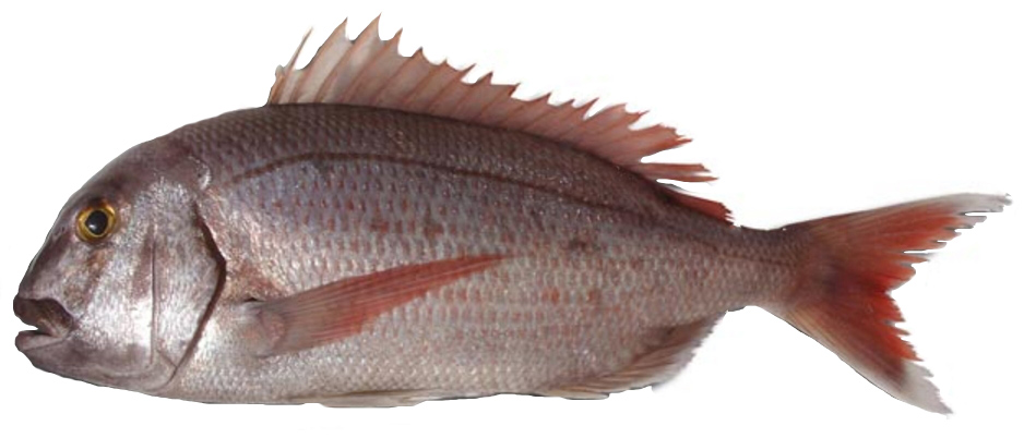 Pagrus pagrus_07.jpg